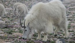 Mountain goats at the top of Mount Evans