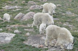 Mountain goats at the top of Mount Evans