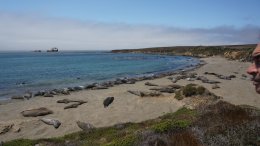 Elephant Seal Beach @ California's Pacific Coast Highway