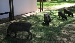 Warthogs outside my room at Chobe Safari Lodge