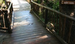 Monkeys on the walkways of the Chobe Safarai Lodge