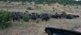 Herd of Cape Buffalo in Chobe National Park