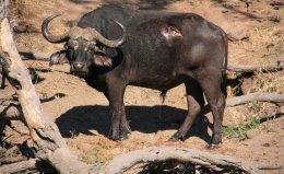 An Injured Cape Buffalo along the Chobe River