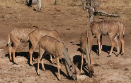 5 Female Kudu along the Chobe River