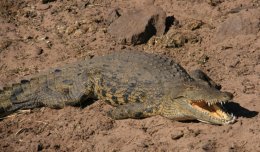 A Crocodile along the Chobe River