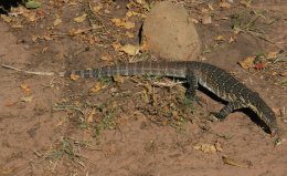 A Lizard along the Chobe River