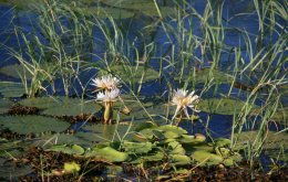 Waterlilies in the Chobe River