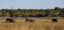 3 Elephants in the Middle of the Chobe River