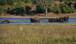 Herd of Elephants Crossing the Chobe River