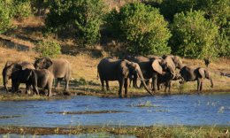 Herd of Elephants along the Chobe River
