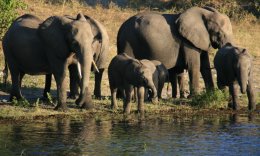 Herd of Elephants along the Chobe River