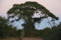 Umbrella Tree in Chobe National Park
