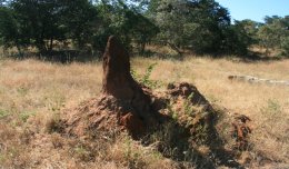 Termite Mound near the entrance to Chobe National Park