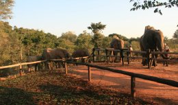 Elephants approaching the boarding area
