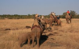 Our Elephant ride in Zimbabwe