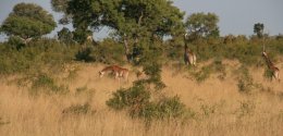 Four giraffes in Kruger National Park