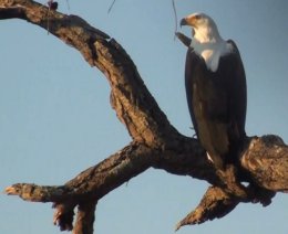 Fish Eagle in Kruger National Park