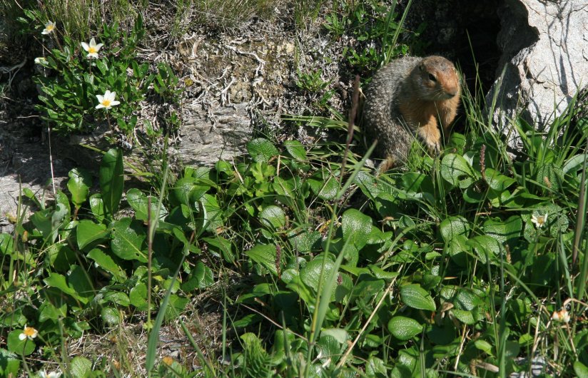 Squirrel at Savage River