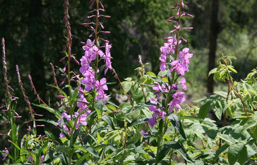 Wildflowers in Denali National Park