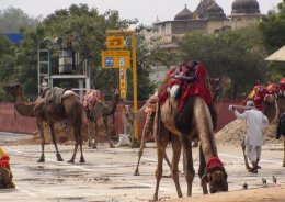 Camels in Jaipur, India