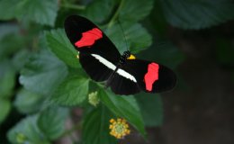 Niagara Park's Butterfly Conservatory