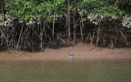 Blue heron in the mangroves of Costa Rica