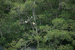 Birds in the trees along the mangroves of Costa Rica