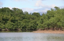 The mangroves of Costa Rica