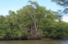 The mangroves of Costa Rica