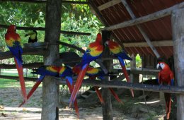 Scarlet Macaws at the Scarlet Macaw Sanctuary in Costa Rica