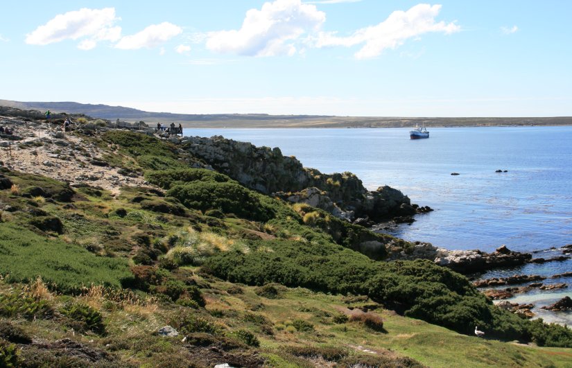 Gypsy Cove in the Falkland Islands