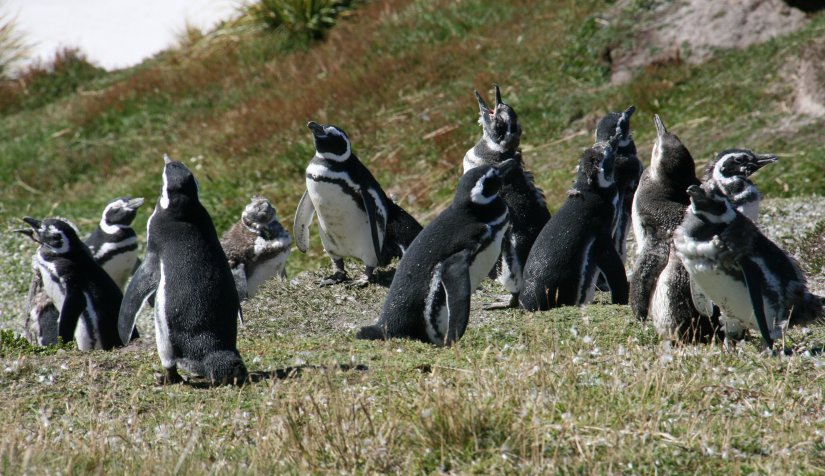 Magellanic penguins at Yorke Bay in the Falkland Islands