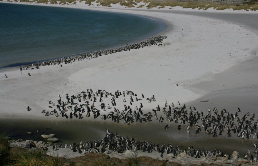 Magellanic penguins at Yorke Bay in the Falkland Islands