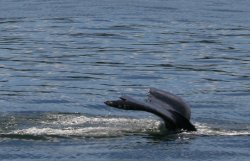 Humpback Whale