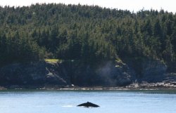 Humpback Whale