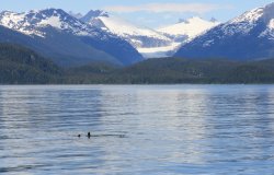 seals in Auke Bay