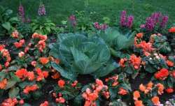 Flowers grow large with nearly 24 hours of sunlight