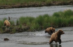 Brown Bears running down Brooks River