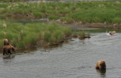 Brown Bears in Brooks River