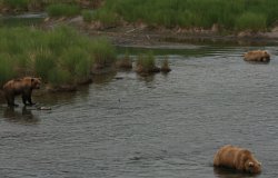 Brown Bears in Brooks River