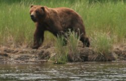 Brown Bears at Katmai National Park