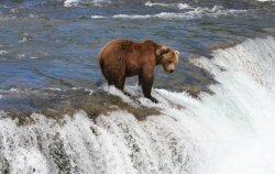 Male Brown Bear in Brooks falls