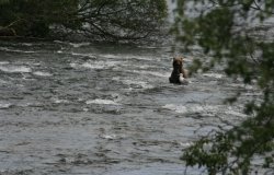 Female bear down stream