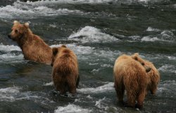 Mama bear and her three cubs