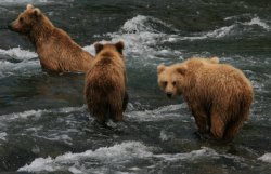 Mama bear and her three cubs