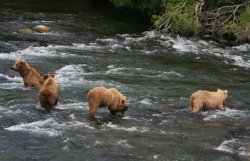 Mama bear and her three cubs