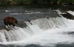 Male bear in Brooks Falls