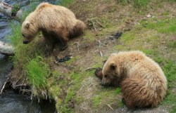 Two of the cubs