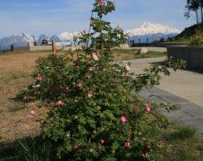 Mount McKinley South View