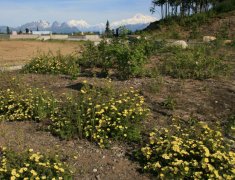 Mount McKinley Souht View